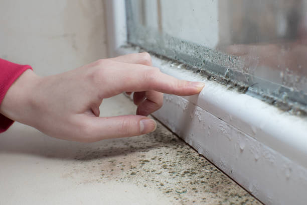 Best Forensic Mold Investigation  in Edmonds, WA